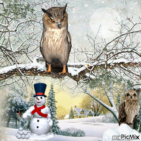 winter owl - GIF animado grátis