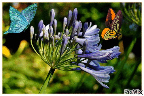 Les papillons sur les fleurs du jardin - 免费动画 GIF
