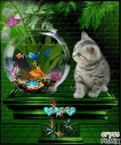 chat et poissons - Darmowy animowany GIF