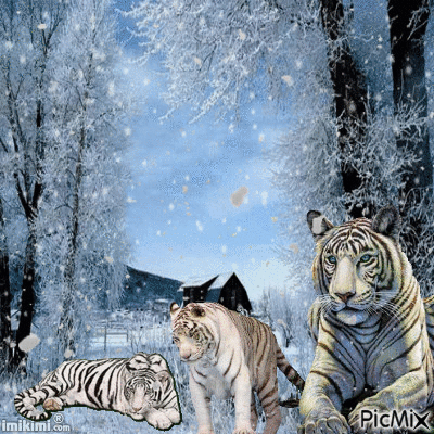 tigre - Бесплатный анимированный гифка