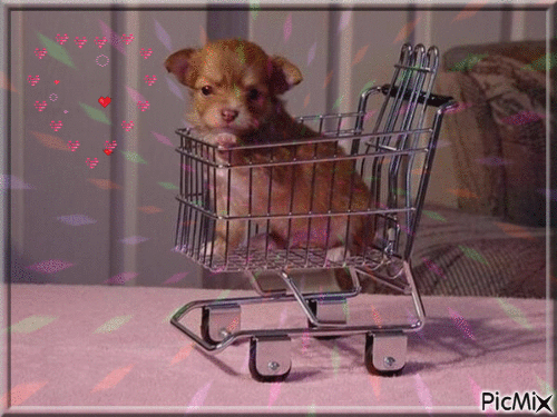 chiot dans un chariot - Free animated GIF