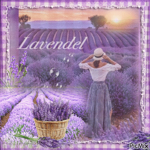 Lavendel Sommer - Gratis animeret GIF