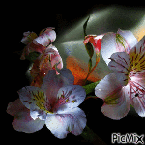 flores - Animovaný GIF zadarmo