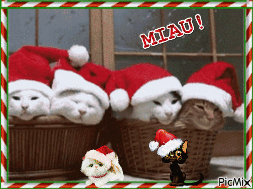 Gatos no natal - Animovaný GIF zadarmo