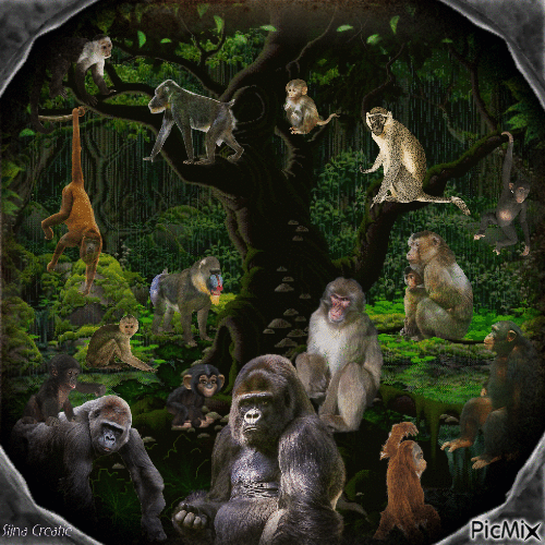 monkeys in the jungle - GIF animé gratuit