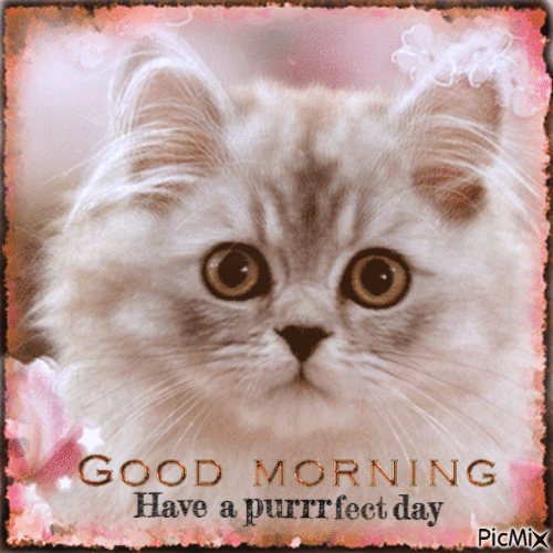 Good Morning, cat - GIF animasi gratis