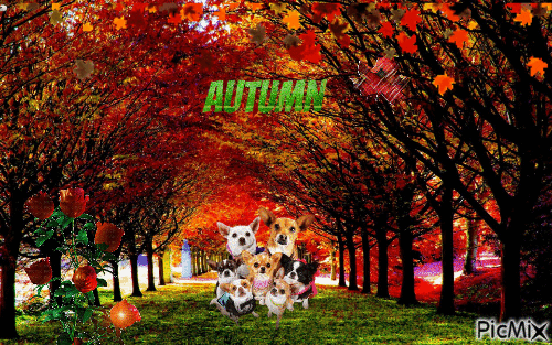 Who missed autumn? - Ilmainen animoitu GIF