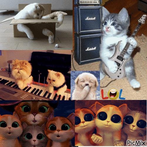 Les chats - GIF animado grátis
