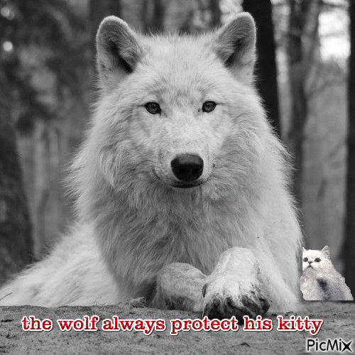 the wolf always protect his kitty - Бесплатни анимирани ГИФ