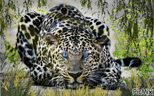 Леопард - Ingyenes animált GIF