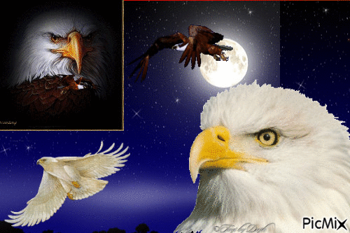 aguias - Darmowy animowany GIF