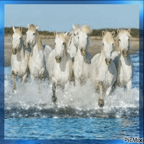 White Horses Galloping in Sea - Zdarma animovaný GIF