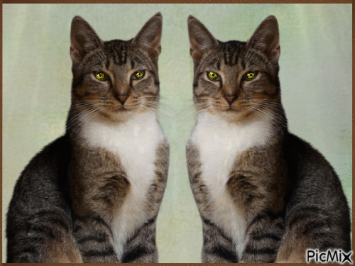 Amazing Cats - Darmowy animowany GIF