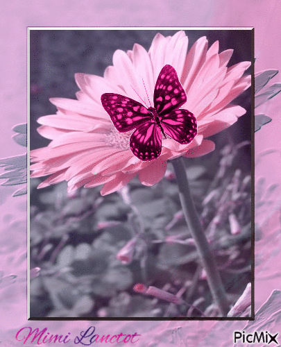fleur et papillon - Zdarma animovaný GIF
