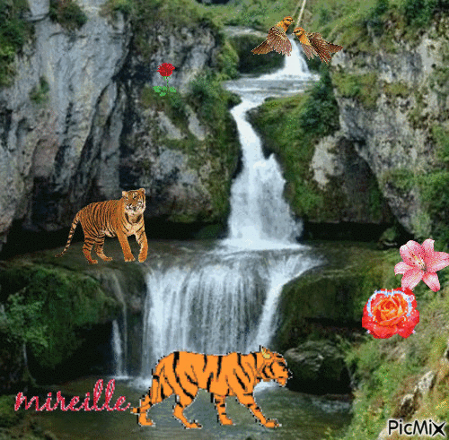 tigre au bord de l'eau - GIF เคลื่อนไหวฟรี