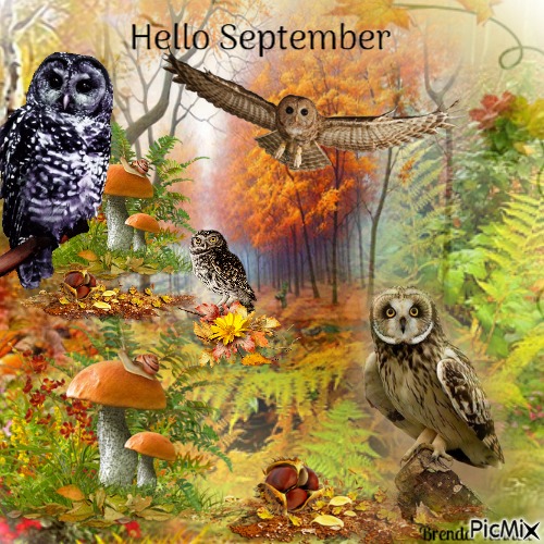 september owl - 免费PNG
