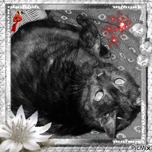 My Black Cat - Gratis geanimeerde GIF