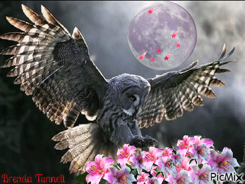 OWL - Gratis geanimeerde GIF