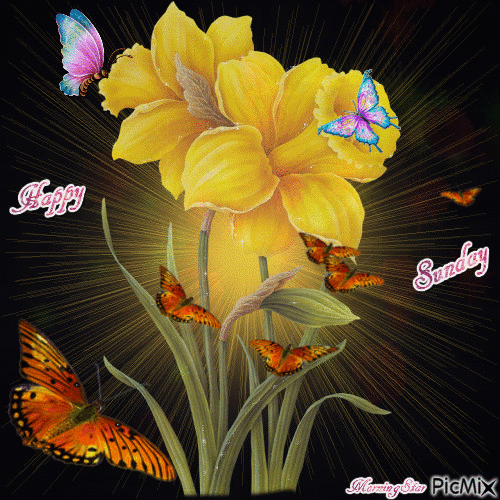 Happy Daffodil Sunday - Free animated GIF