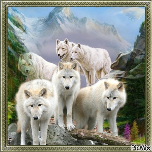 Passion loups. - kostenlos png
