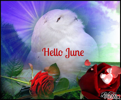 June owl - Ingyenes animált GIF