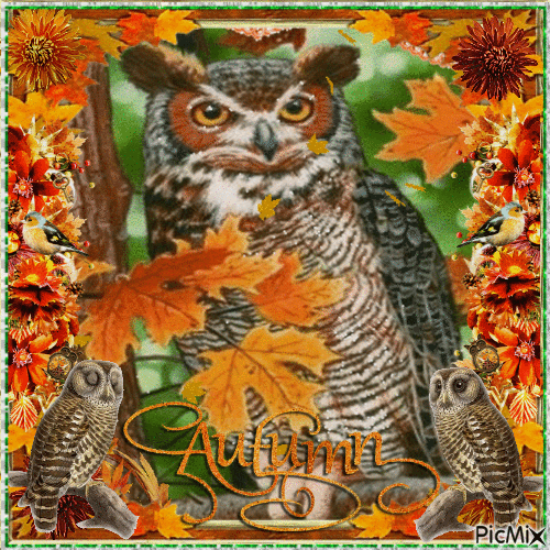 Owl - Autumn - GIF animado gratis