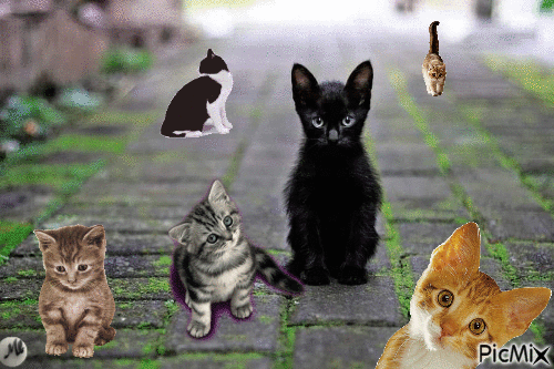 Gatos - GIF animé gratuit