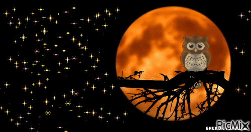 NIGHT OWL - Nemokamas animacinis gif