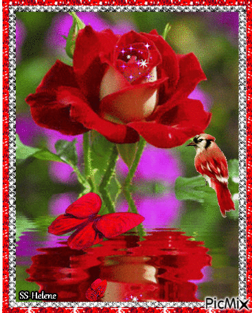 Red rose. - GIF animate gratis