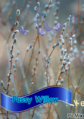 Pussy Willow - Animovaný GIF zadarmo