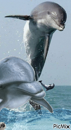 Delfines - Δωρεάν κινούμενο GIF