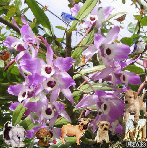 orquideas - Gratis geanimeerde GIF