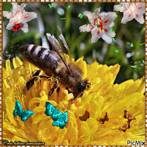HD fleurs avec insectes - Darmowy animowany GIF