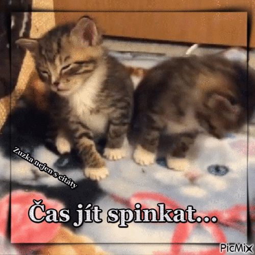 kočky - Darmowy animowany GIF