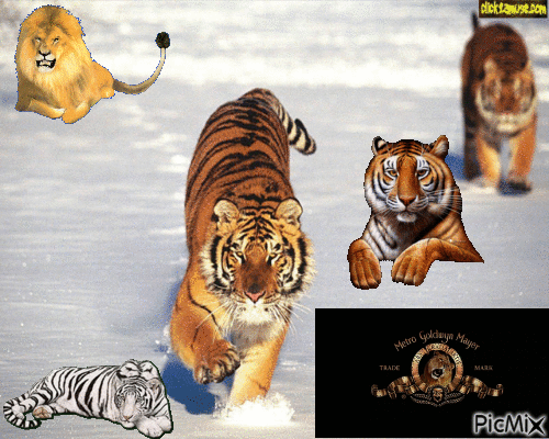 Tigre lion - GIF animado grátis
