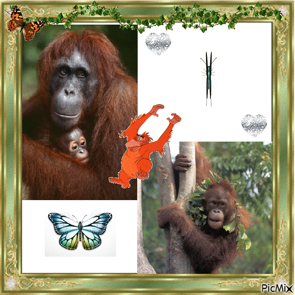orang outan - Free animated GIF