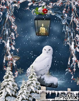 winter owl - zdarma png