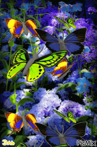 Бабочки - GIF animé gratuit