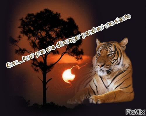 Tigre qui fait la sieste - Zdarma animovaný GIF
