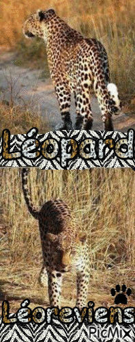 léopard... - GIF animé gratuit