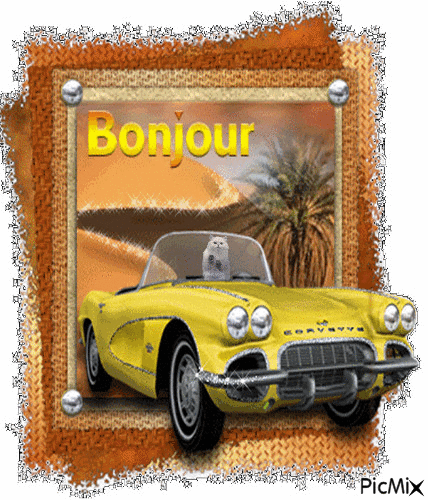 bonjour le chat - Free animated GIF