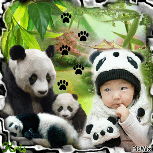 Pandas - Gratis animerad GIF