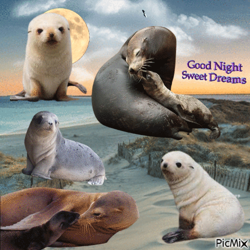 Sea Lion Night - Gratis animeret GIF