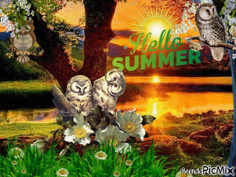 owl summer - Free animated GIF