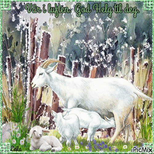 Spring in the air. Have a nice weekend. Goats - Gratis geanimeerde GIF