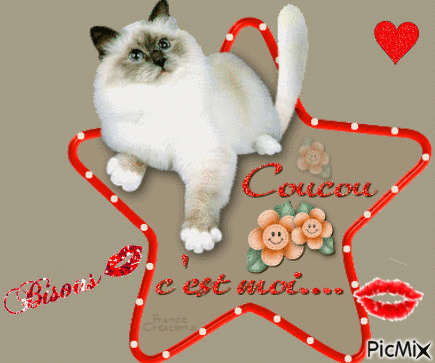 Coucou le chat - Free animated GIF