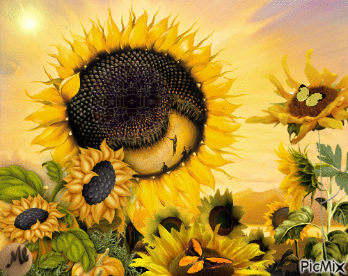 Sunflowers fantasy - Gratis animerad GIF