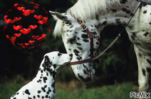 amour animal - 免费动画 GIF