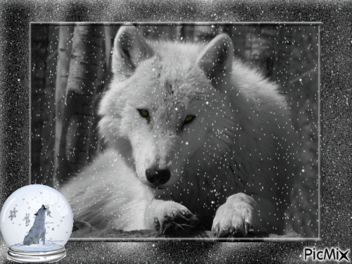 loup blanc - Nemokamas animacinis gif
