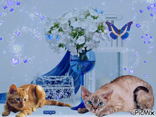 blue kitten - Besplatni animirani GIF